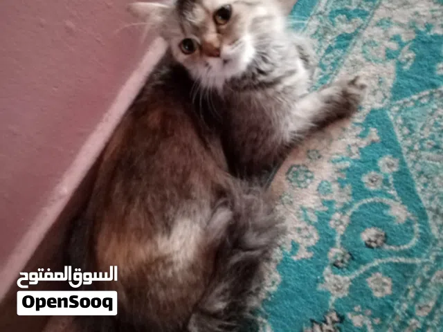 قطة انجوراا للتبني  المعبيلة