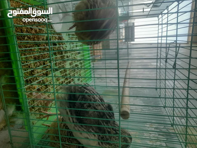 صفار للبيع