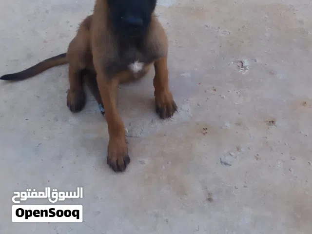 كلب للبيع عمره 3 شهور تقريبا