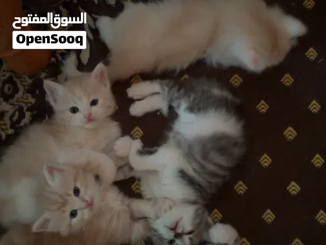 شيرازي شهر و اسبوع