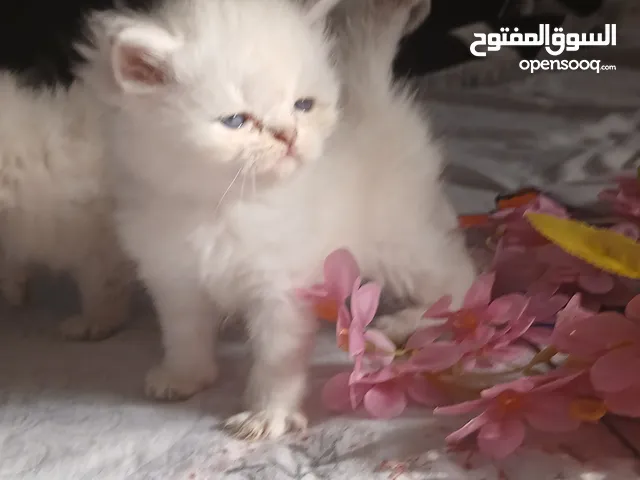 قطط راغدول  صحة ممتازة اجمل الالوان اب وام مستوردين دببة صغيرة