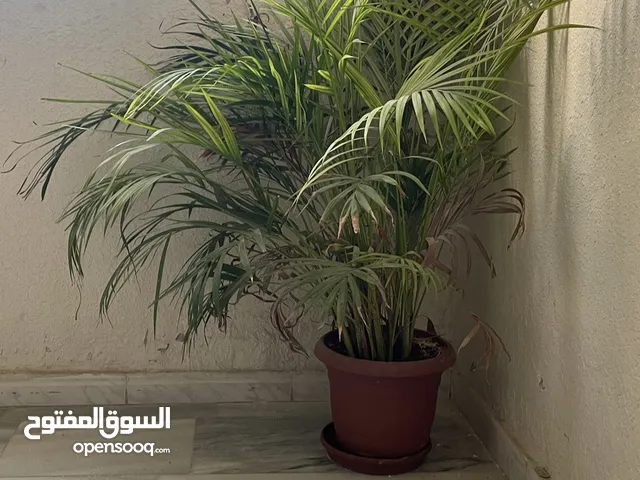 شجره منزليه للبيع 20 قابل للتفاوض