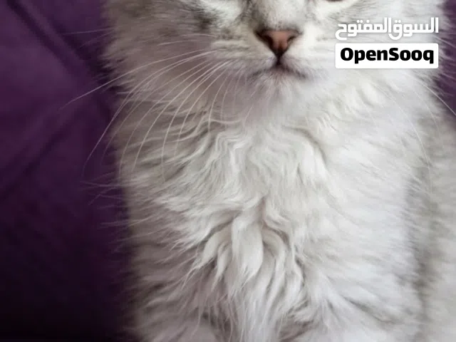 كتن عمر شهرين