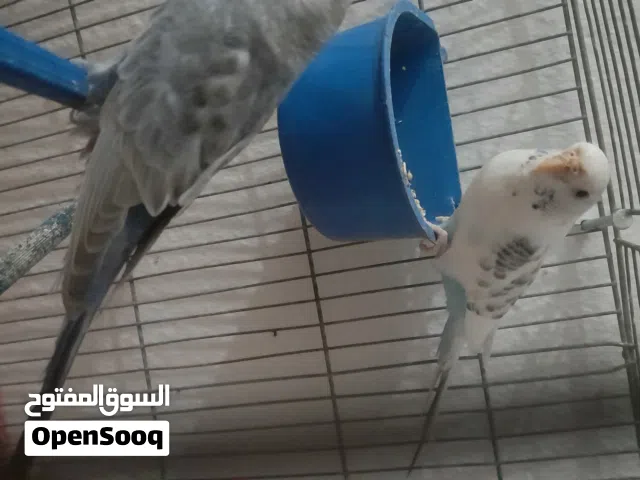 كوبيا بقلينو ربي يبارك اقرا الوصف .                ....                  ....                .