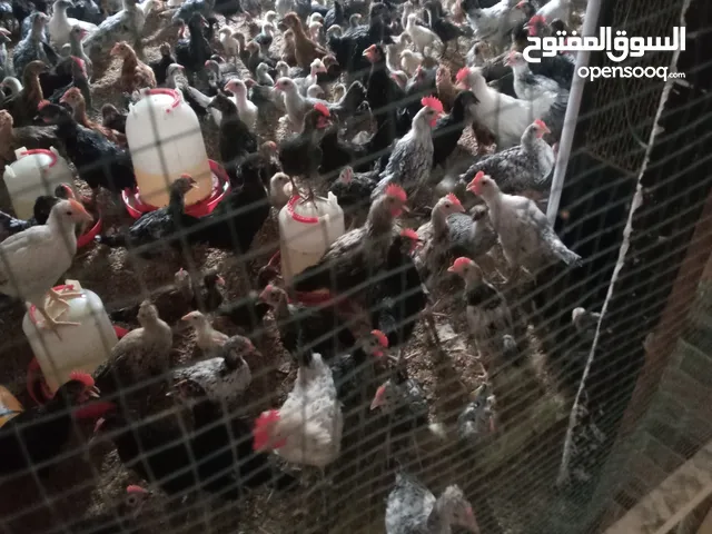 يوجد دجاج عرب
