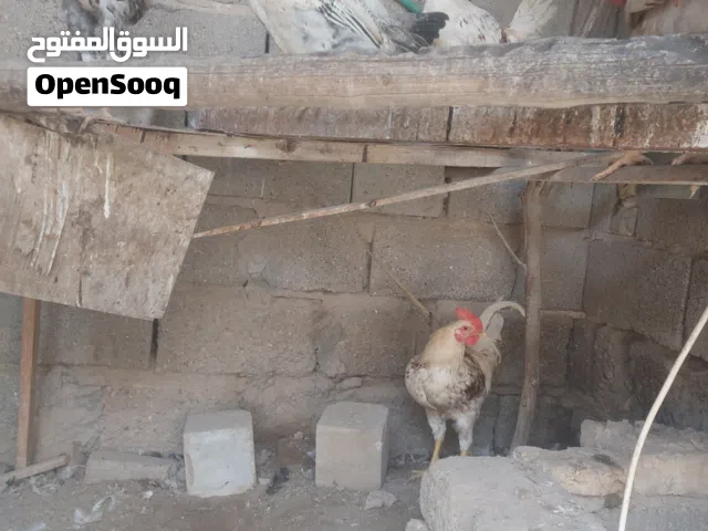 دحاج  عرب