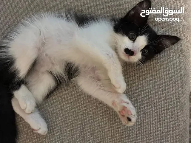 قط مكس للبيع