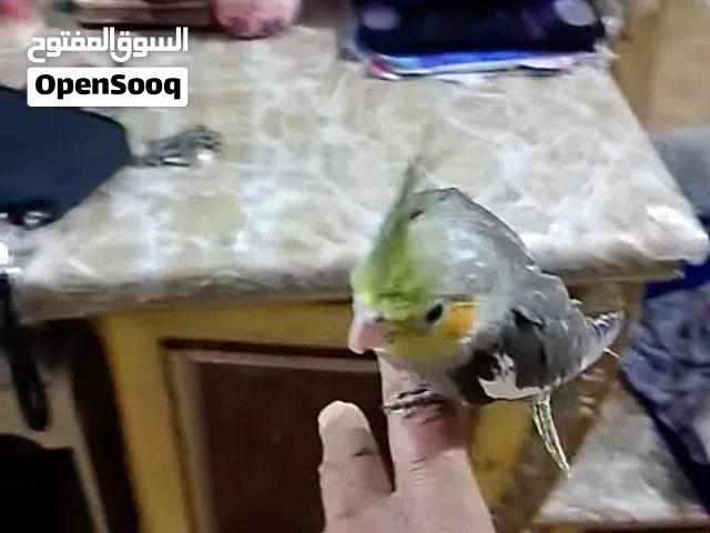 كوكتيل اليف عمر30يوم خشونة ونظافة تبزيري خشن