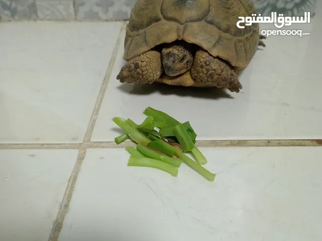 سلحفاه للبيع بيتيا منقطا