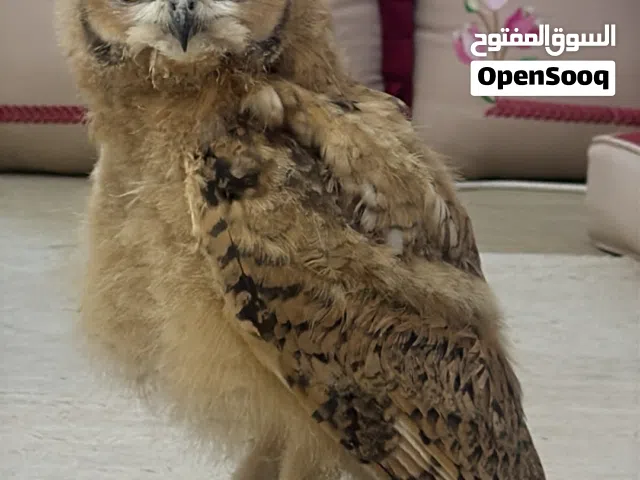 بومة - عمرها 6 أسابيع