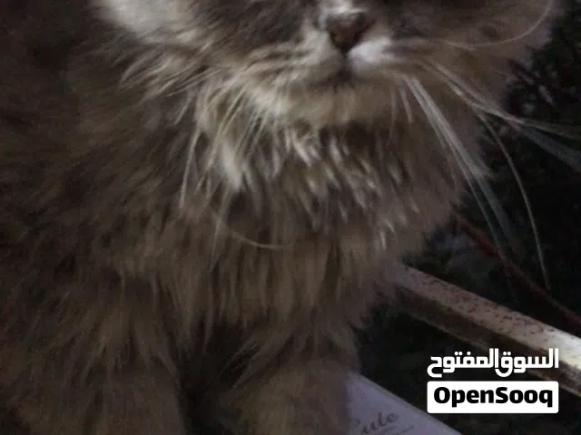 قط منزلي لعوب العمر 7 اشهر ونوع الجنس ذكر ونوعو مكس شرازي وهمالايا وسكوتش ونظيفه ومطعمة ومنطره جذاب