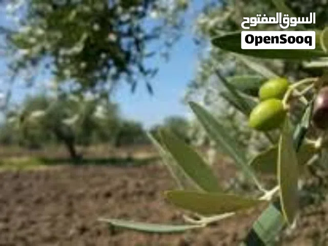 قطعة ارض للبيع في كفر يوبا