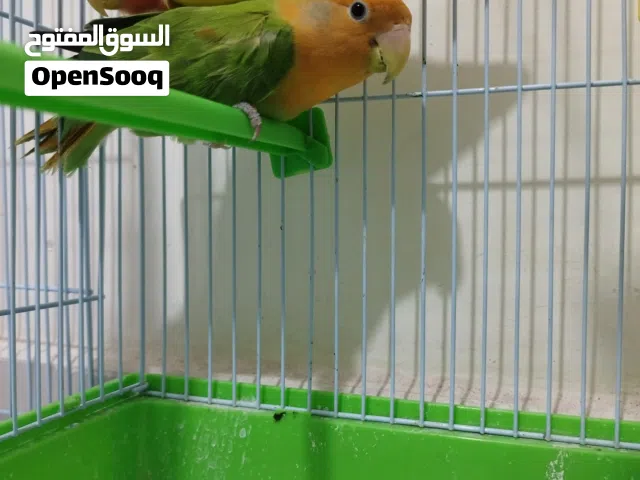 Peach Face Lovebird Pair Available Rosy Family
