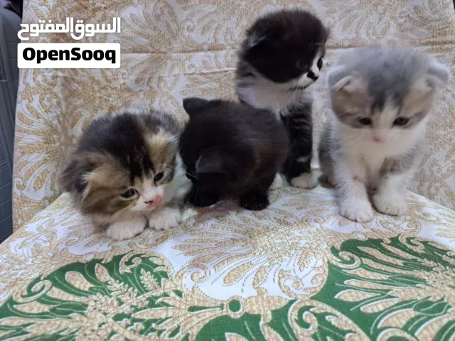 Kittens scotch fold pure for sale