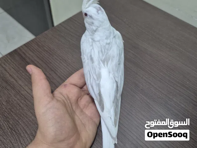 عصفور كروان