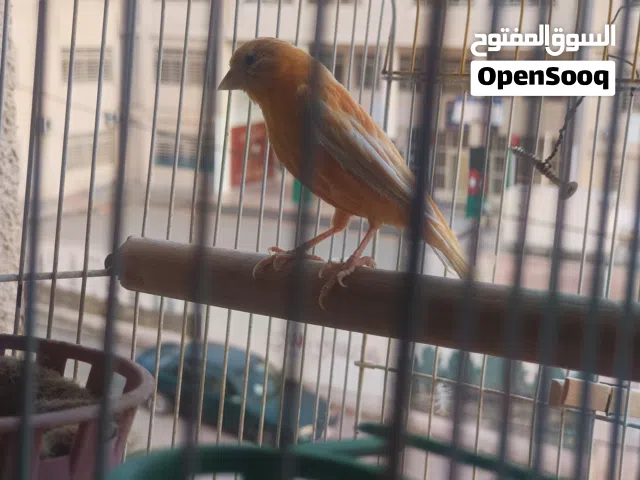 بسم الله ما شاء الله 3 فحول وطيره