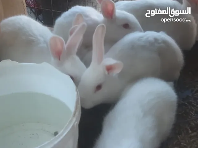 أرانب فرنسيه اصليه عمر 4 شهور للبيع