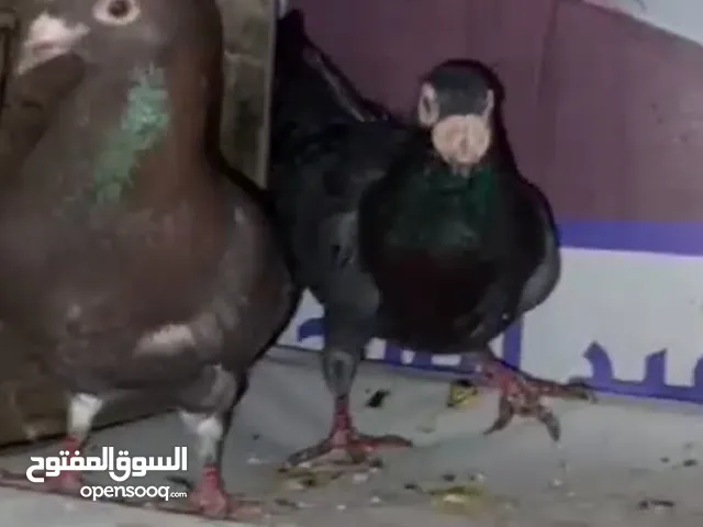 بسم الله الرحمن الرحيم حمام بصلاة على نبي اربع جواز للبيع الزرقاء رصيفه جبل شمالي لتواصل خاص او عرقم