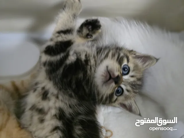 Kittens over two months old have chips and vaccines.British Shorthair