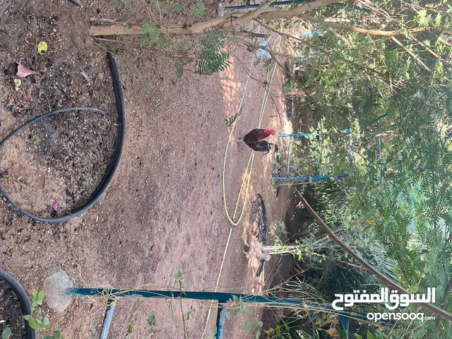 دياي عماني ممتاز للبيع