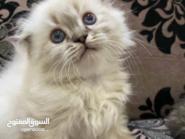 قطط سكوتش فولد