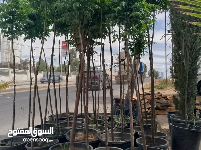 يوجد شجر زنزلخت شماسي