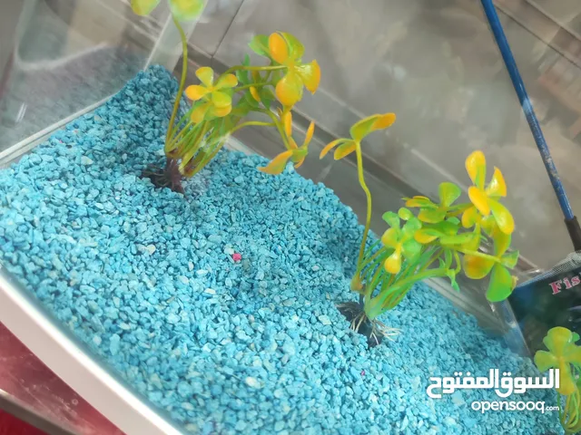 حوض سمك ، كيرف اجنبي مع انارة لد و فلتر داخلي الطول39 سم ارتفاع 42 سم العمق 23سم
