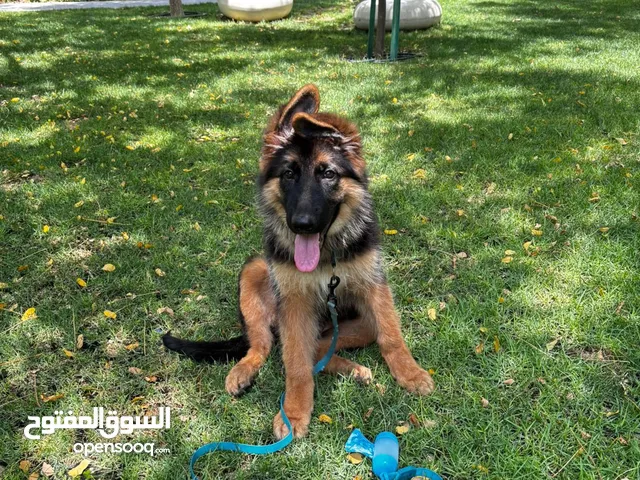 German shepherd show line