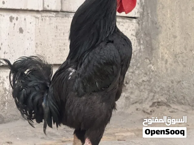 ديك عرب اسود