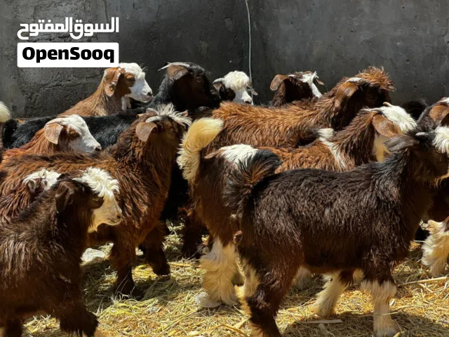 جدايه و سخلات ماشاءالله