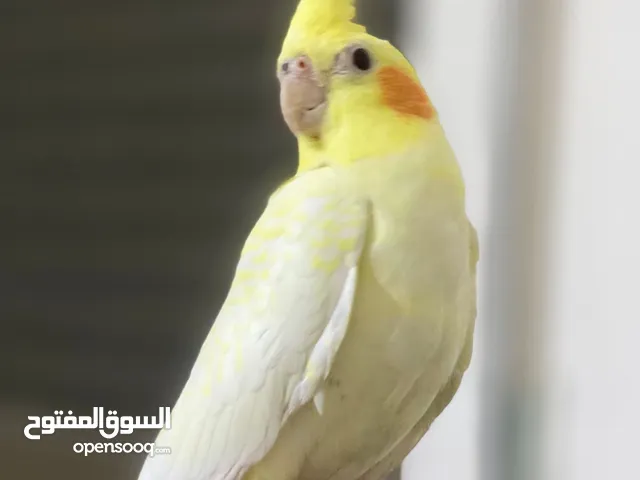 كوكتيل اليف جدا مع القفص