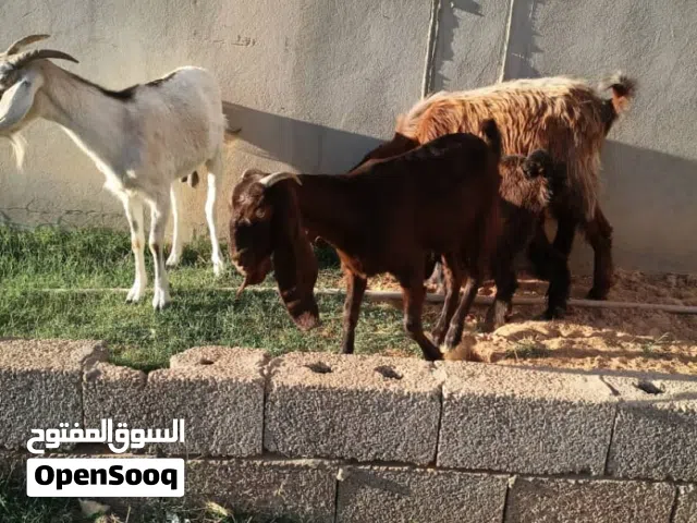 عنز قبرصية درجة أولى عمرها سنة عشرة قريب شهرين