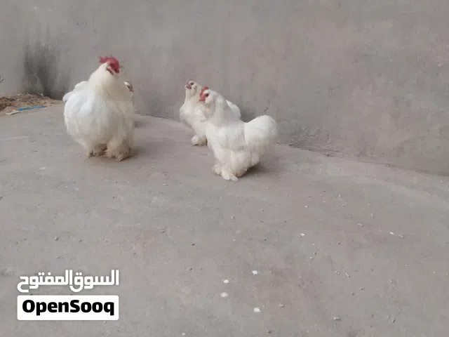 3دجاجات وفروج استرالي تلجي فل