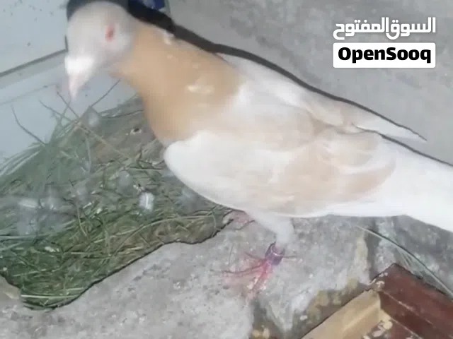زاجل اصفر مراوس زوج دشش او بيع