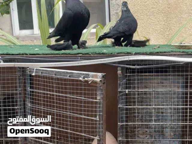 متاح قن تفصيل نخب اول الرقم مش شغال على الرسايل بس