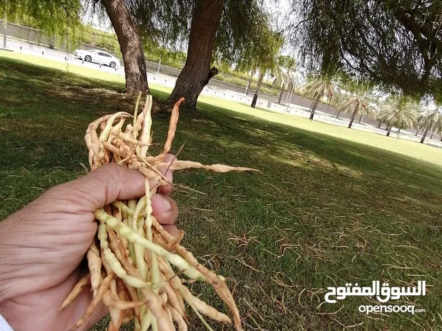 مطلوب حنبل الغاف كميه الي عنده بشتري منه يعطيني سعر طيب