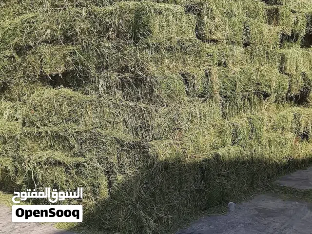 برسيم  سيلاج