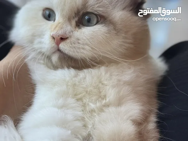 قطة راج دول للبيع