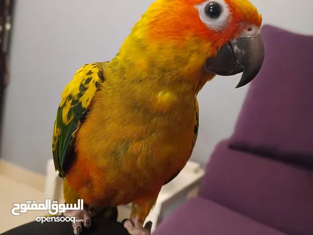للبيع صن كنيور