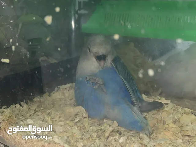 اقرا الوصف