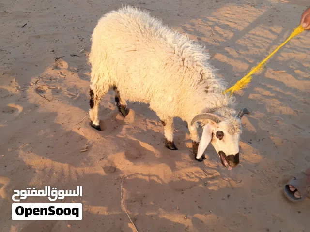 للبيع خروف عمره في6شهور