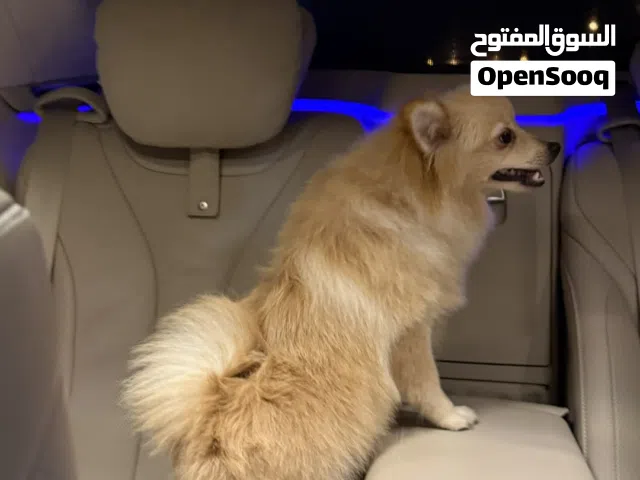 كلب للبيع اليف و لعوب
