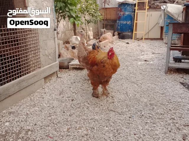 ديك براهمة