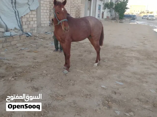 فلوه تبارك الرحمن للبيع