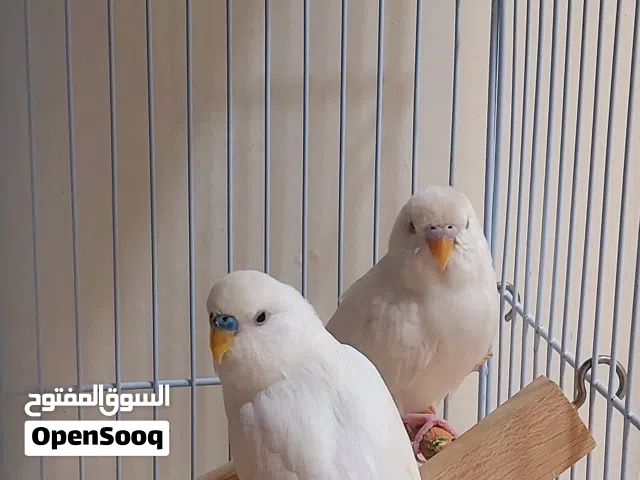 فرصه بادجي لون ابيض البينو جميل تركيب جديد مع القفص وجميع ملحقاته