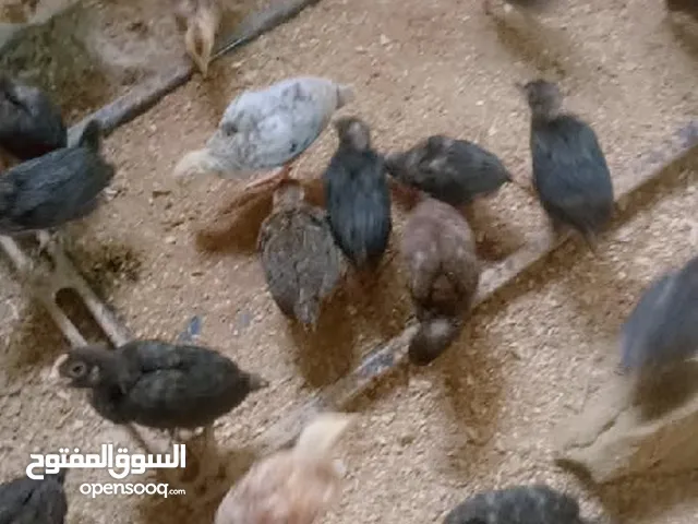 صيصان بلدي نخب النخب بزره قديمه العمر شهر