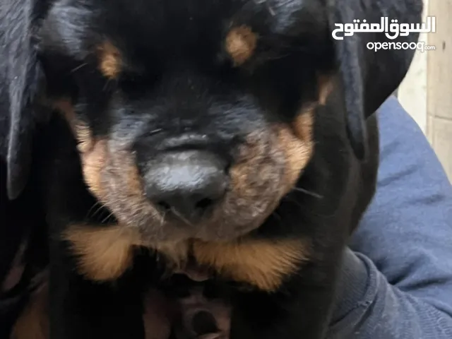 روت وايلر / جرو