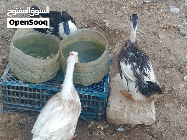 السلام عليكم
