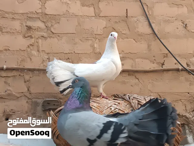 هنداويات نثيه و فحل اب