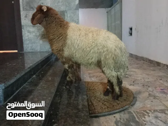خروف سوري ميزان ربي يبارك